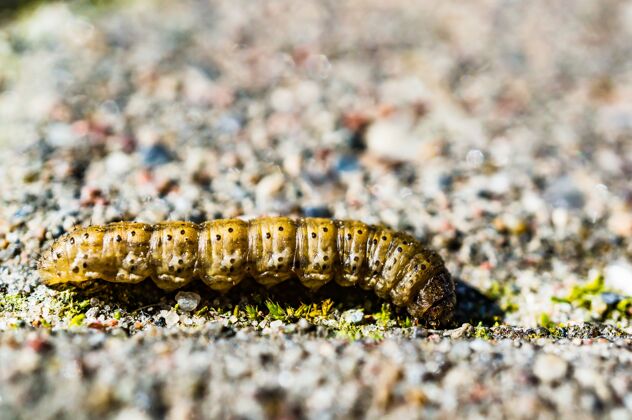 动物毛毛虫白天在地上爬行毛虫工业幼虫