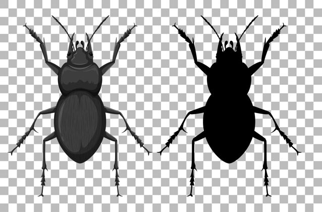 视图透明背景上的甲虫动物鸟瞰卡通