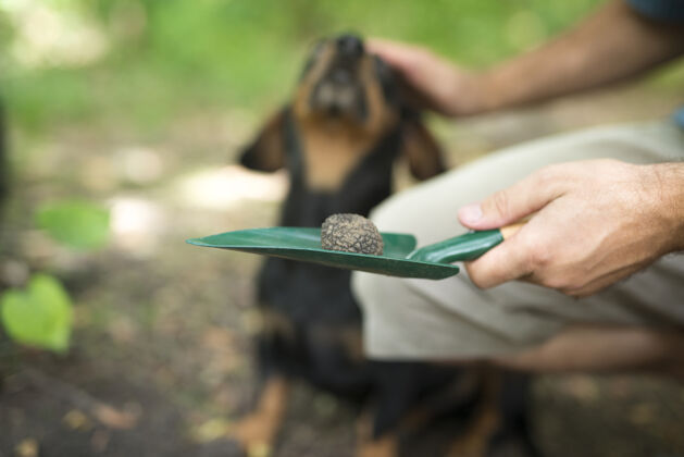 搜索感谢他训练过的狗帮助他在森林里找到松露蘑菇铲子朋友珍贵