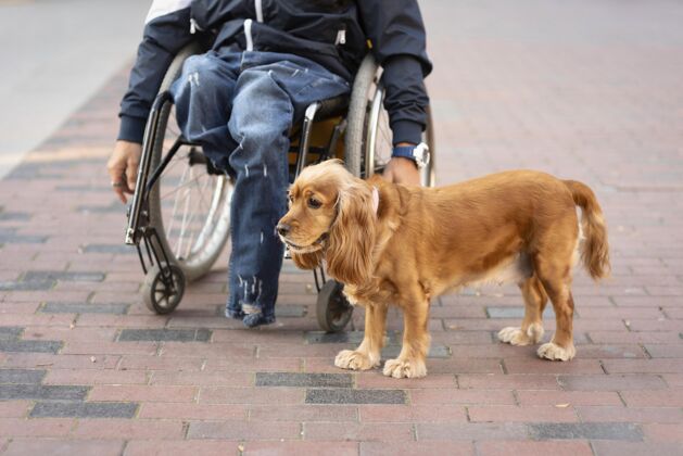 狗特写坐轮椅的人和狗残疾人残疾水平