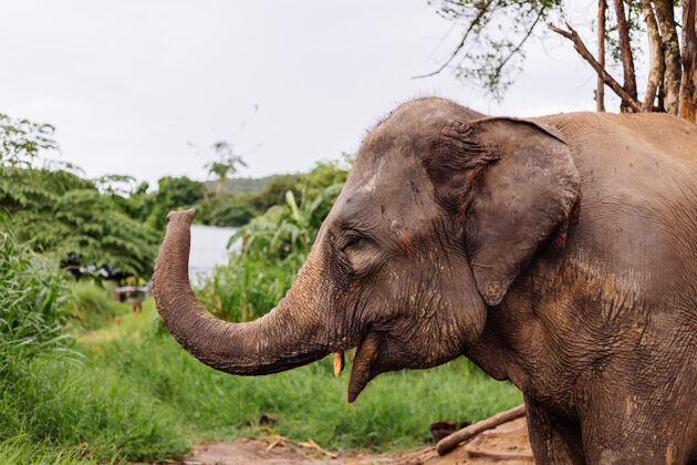 生活美丽的泰国亚洲象的肖像矗立在绿色的田野上 大象长着修剪过的象牙田野公园南方