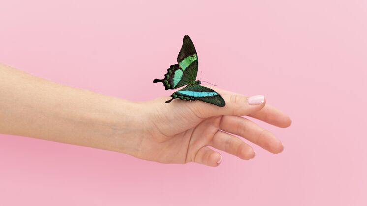 昆虫蝴蝶坐在手上的特写镜头蝴蝶自然美丽